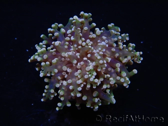 Euphyllia paradivisa green tips S