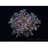 Euphyllia paradivisa green tips S