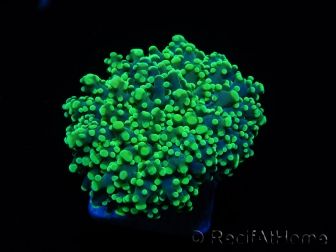 Euphyllia paradivisa green tips S