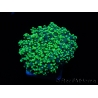 Euphyllia paradivisa green tips S