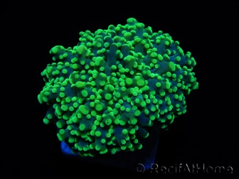 Euphyllia paradivisa green tips S