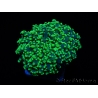 Euphyllia paradivisa green tips S