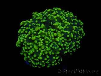 Euphyllia paradivisa green tips S