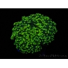 Euphyllia paradivisa green tips S