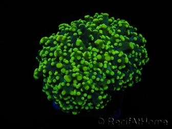 Euphyllia paradivisa green tips S