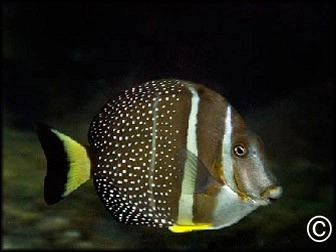 Acanthurus guttatus