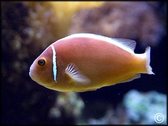 Amphiprion perideraion	  