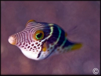 Canthigaster valentini