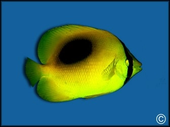 Chaetodon speculum