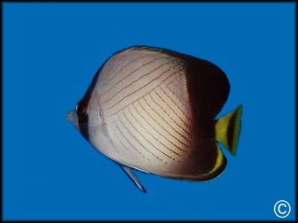 Chaetodon decussatus