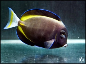 Acanthurus glaucopareius