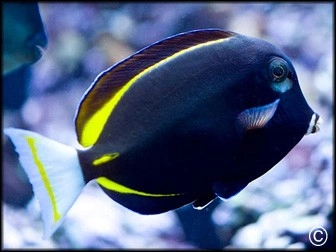 Acanthurus glaucopareius