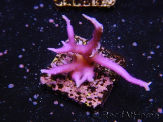 Seriatopora histrix rose S