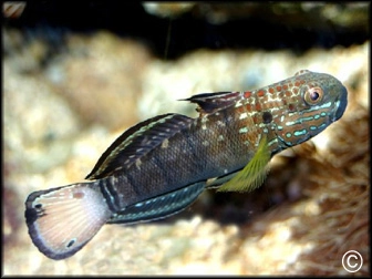 Amblygobius phalaena