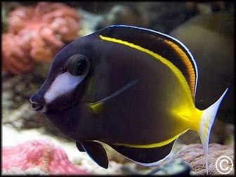 Acanthurus japonicus