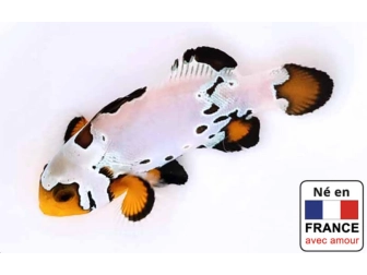 Amphiprion Frosbite élevage ACDP