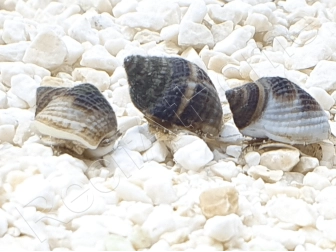 Nassarius pullus XS