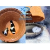 Amphiprion Percula Onyx ACDP