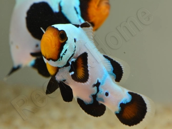 Amphiprion Black Ice Extrême Elevage France ACDP