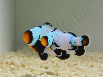 Amphiprion Black Ice Extrême Elevage France ACDP