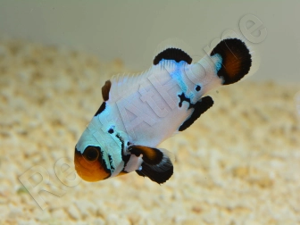 Amphiprion Black Ice Extrême Elevage France ACDP