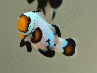 Amphiprion Black Ice Extrême Elevage France ACDP