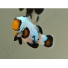 Amphiprion Black Ice Extrême Elevage France ACDP