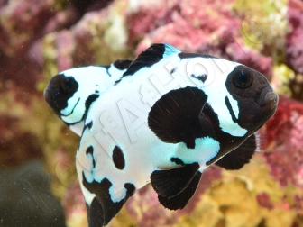 Amphiprion Bullet Hole élevage ACDP