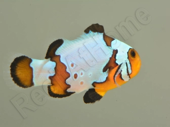 Amphiprion Snowflake Extrême ACDP