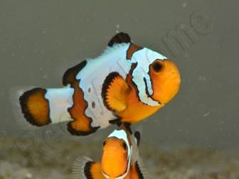 Amphiprion Snowflake Extrême ACDP