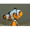 Amphiprion Snowflake Extrême ACDP