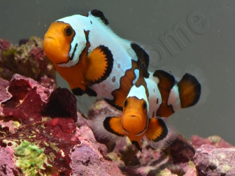 Amphiprion Snowflake Extrême ACDP