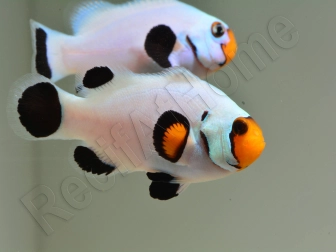 Amphiprion White ACDP