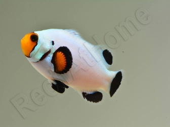 Amphiprion White ACDP