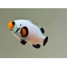 Amphiprion White ACDP