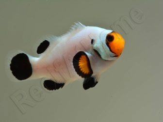 Amphiprion White ACDP