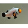 Amphiprion White ACDP