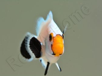 Amphiprion White ACDP