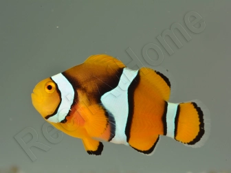 Amphiprion Amphiprion Percula ACDP