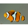 Amphiprion Amphiprion Percula ACDP