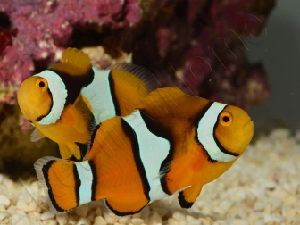 Amphiprion Amphiprion Percula ACDP