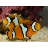 Amphiprion Amphiprion Percula ACDP