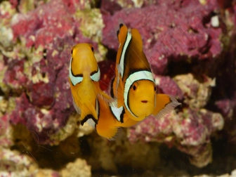 Amphiprion Amphiprion Percula ACDP