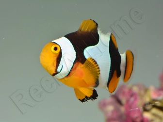 Amphiprion Percula Onyx ACDP