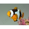 Amphiprion Percula Onyx ACDP