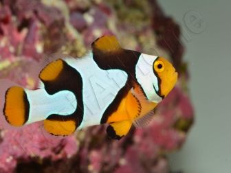 Amphiprion Percula Onyx ACDP