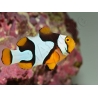 Amphiprion Percula Onyx ACDP