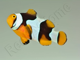 Amphiprion Percula Onyx ACDP