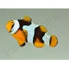 Amphiprion Percula Onyx ACDP