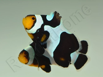 Amphiprion Black gladiator ACDP